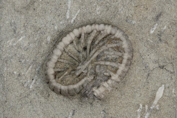 Fossil Crinoid (Camptocrinus) - Crawfordsville, Indiana #216124